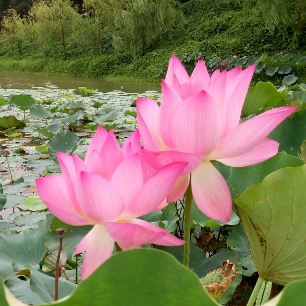 尋千年回憶╮的頭像