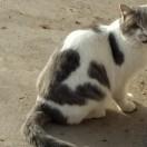 冷漠的女孩子。做女人太痛苦了，的頭像