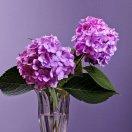 靜默如花的頭像