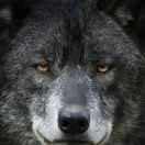 死寂之態的頭像