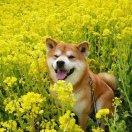 仙女阿姨的頭像