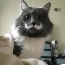 林霜傲梅的頭像