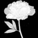 "amp;㊣少年濫情不花心㈱￡的頭像