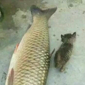 老納，必成佛的頭像