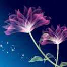 陽光"amp;明媚的頭像