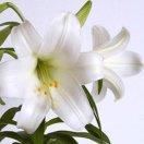 我思故我在的頭像