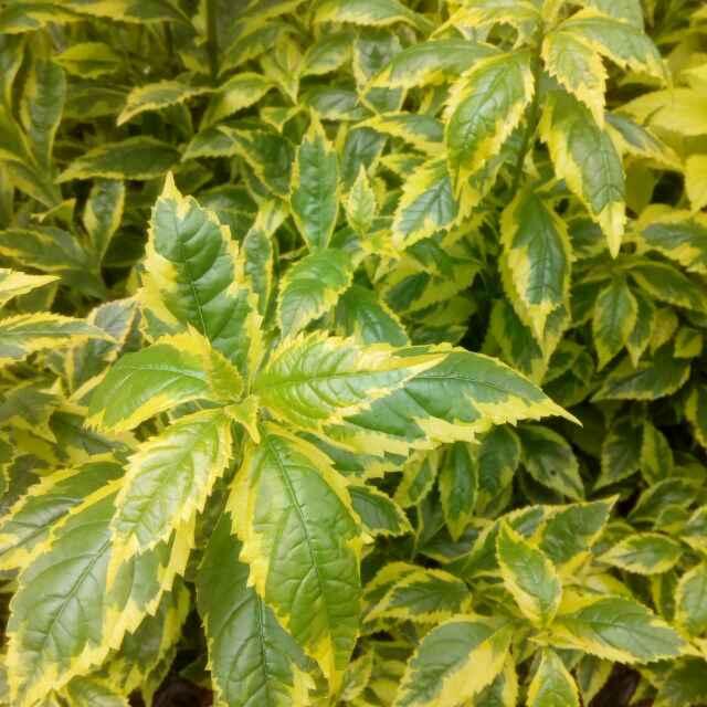 傷的是，，，，	心，，，的頭像