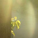 清筆繪平生的頭像