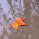 一生所愛的頭像