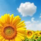 幸福一生的頭像