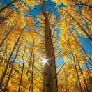 安平樂道的頭像