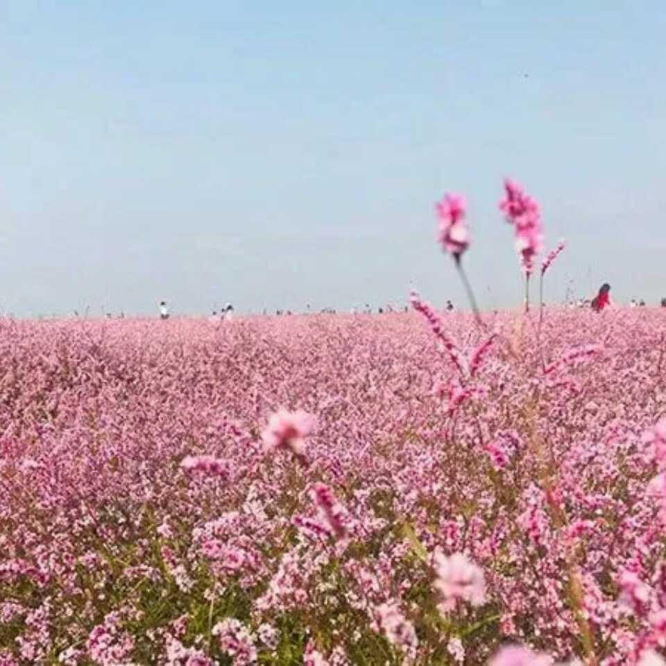 社會有型哥有樣的頭像