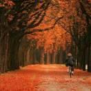 水面落葉的頭像