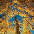 梅籣竹菊的頭像