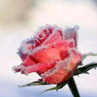 三年拼搏六月夢的頭像