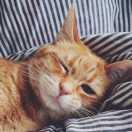 a旅?游?17673651045楊銀的頭像