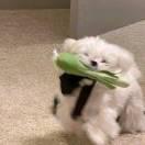 菜生吃不的頭像