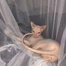 社會(huì)主義好的頭像