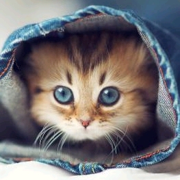 驀然追憶的頭像