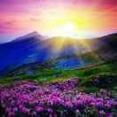 夕陽無限的頭像