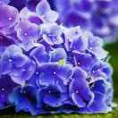 清風(fēng)百合的頭像