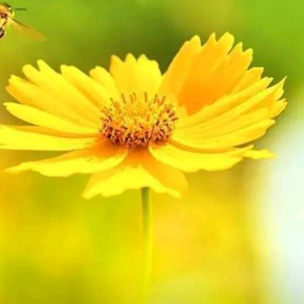 ?梨花?帶雨的頭像