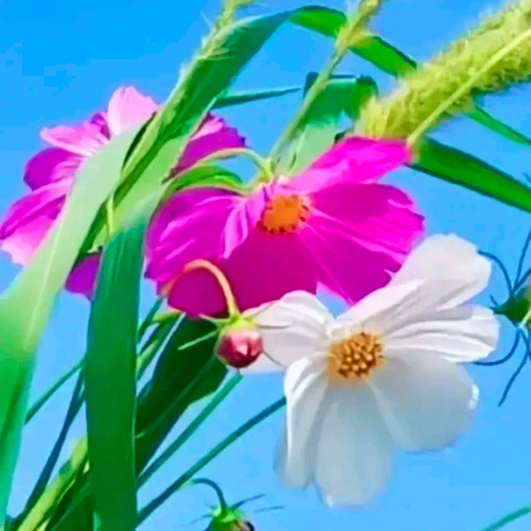 燕兒歸??的頭像