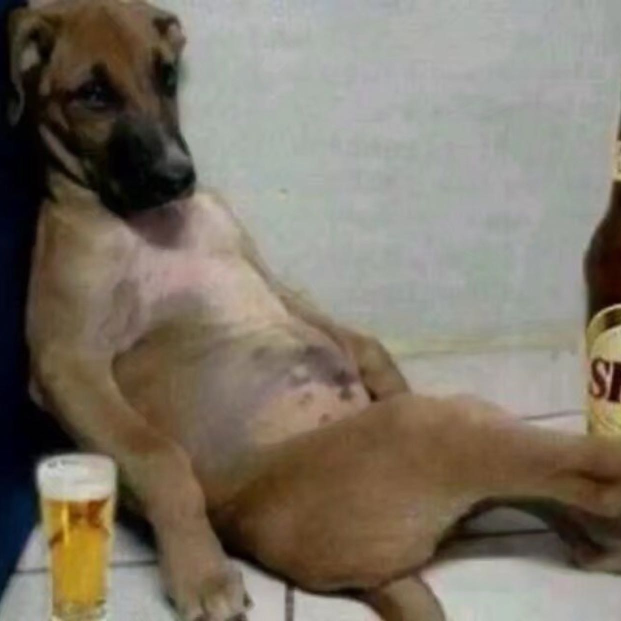 世間安得雙全法的頭像