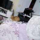 誠(chéng)實(shí)守信的頭像