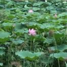 明天會更好的頭像