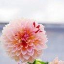 幻想李娜的頭像