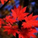 旭日晨楓的頭像