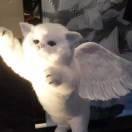 王業(yè)嬌的頭像