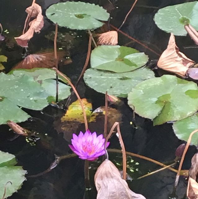 平安是福的頭像