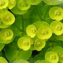 俠女-子若的頭像