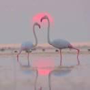 照亮你的美的頭像