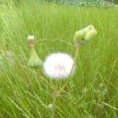 青蓮居士的頭像