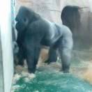 愚蠢的地球人的頭像