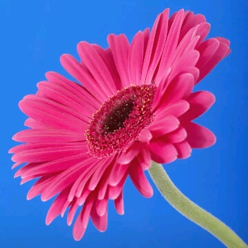 我笑笑不說話的頭像