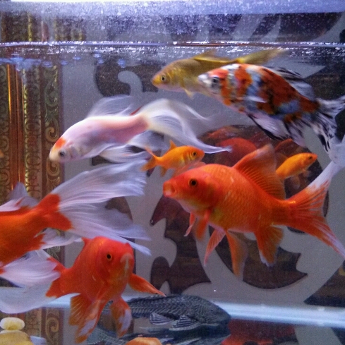 如魚得水的頭像