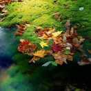 葉落無痕的頭像