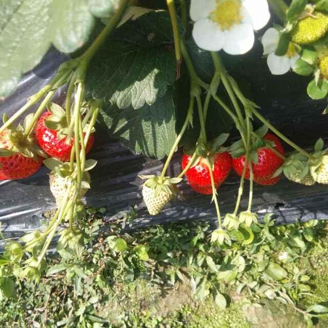 美好時光的頭像