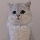 小怪獸。的頭像