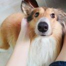 LiangYing的頭像