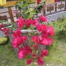 咖啡與糖的頭像