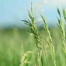 金色的泥土的頭像