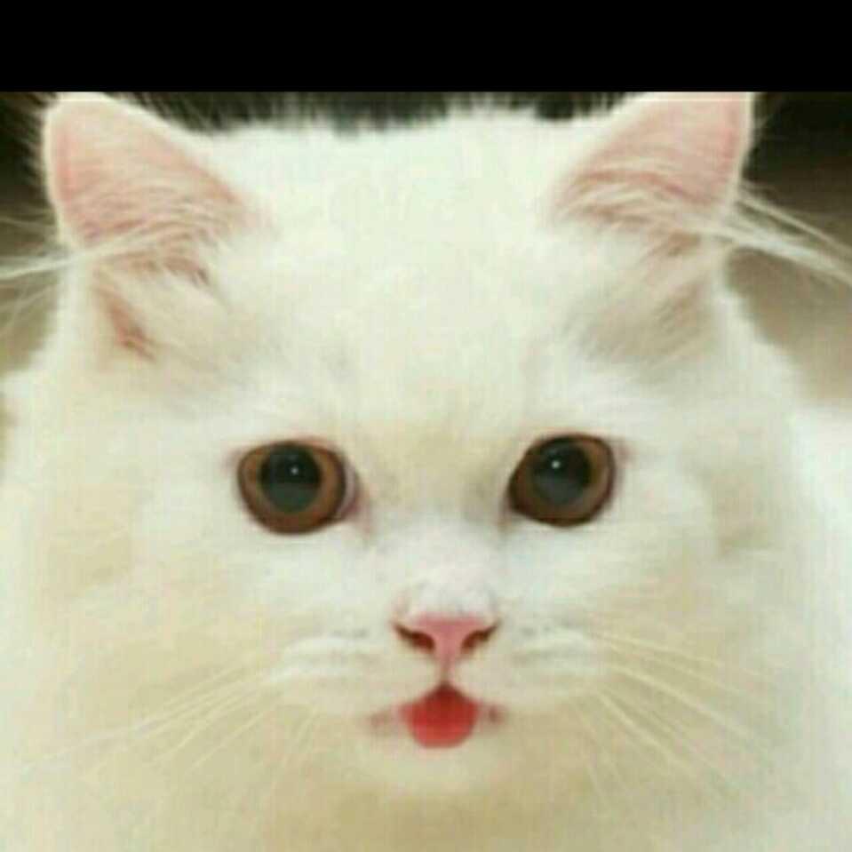 沉著，穩重@系黏液質類的頭像