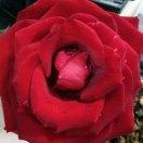 a遵義市春天嗩吶婚慶傳媒有限公司的頭像