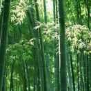 xing	shenwei的頭像