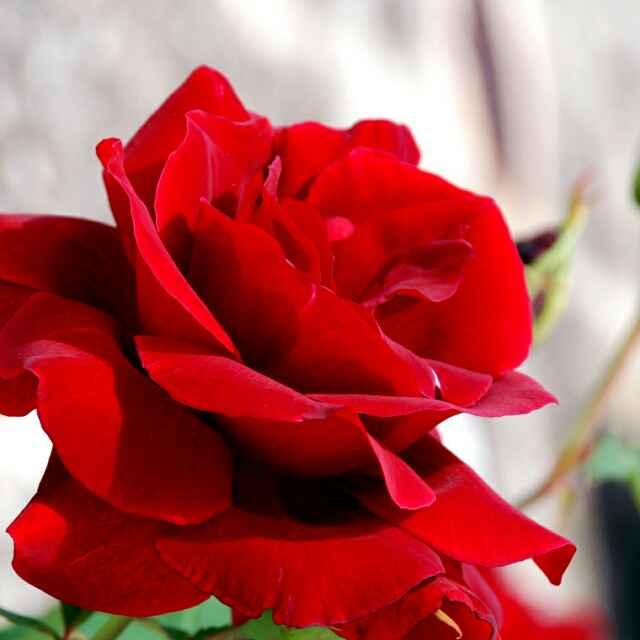 我非檸檬為何心酸的頭像